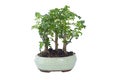 Chinese pepper bonsai over white Royalty Free Stock Photo
