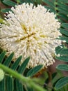 chinese petai flowers that have bloomed among the leaves