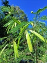Chinese Petai Plants & x28;Lamtoro& x29;