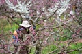 Chinese photographer taking photos of peach blossom trees