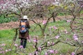 Chinese photographer taking photos of peach blossom trees