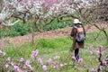 Chinese photographer taking photos of peach blossom trees