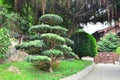 Chinese pine tree