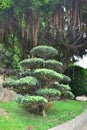 Chinese pine tree