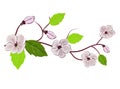 Chinese pink illustration on white background. Cherry blossom branch. Sakura vector flower. Realistic illustration. Cherry tree Royalty Free Stock Photo