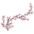 Chinese pink illustration on white background. Cherry blossom branch. Sakura vector flower. Realistic illustration. Cherry tree Royalty Free Stock Photo