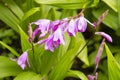 Chinese pink urn orchid Bletilla striata