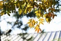 Chinese pistache ( Pistacia chinensis ) Autumn leaves. Anacardiaceae dioecious deciduous tree.