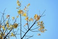 Chinese pistache ( Pistacia chinensis ) Autumn leaves. Anacardiaceae dioecious deciduous tree.