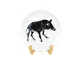 Chinese platter with picture of wild pig on white background