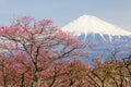 Chinese plum flower and Mountain Fuji Royalty Free Stock Photo