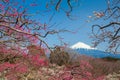 Chinese plum flower and Mountain Fuji in spring Royalty Free Stock Photo