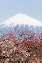 Chinese plum flower and Mountain Fuji in spring Royalty Free Stock Photo
