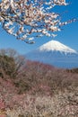 Chinese plum flower and Mountain Fuji Royalty Free Stock Photo