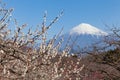 Chinese plum flower and Mountain Fuji Royalty Free Stock Photo