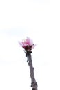 Chinese Plum,Japanese Apricot,pink flowers and buds Royalty Free Stock Photo