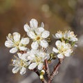 Chinese plum or Prunus mume