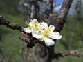 Chinese plum or Prunus mume