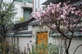 Chinese plum tree blooming in a front yard garden in front of a traditional Chinese house Royalty Free Stock Photo