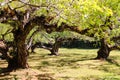 Chinese plum tree, Japanese apricot, Ume (Prunus mume Siebold Zucc) in Thailand