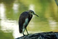 Chinese Pond Heron Royalty Free Stock Photo