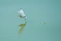 Chinese Pond Heron