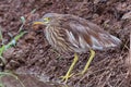 Chinese Pond Heron Royalty Free Stock Photo