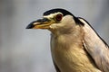 Chinese Pond-Heron