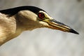 Chinese Pond-Heron