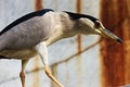 Chinese Pond-Heron