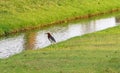 Chinese Pond Heron (Ardeola bacchus) bird waiting some food around the ditch