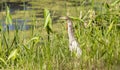 Chinese pond heron awaits prey among thickets of grass, Royalty Free Stock Photo
