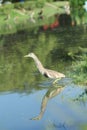 Chinese Pond Heron Bird Royalty Free Stock Photo