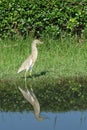 Chinese Pond Heron Bird Royalty Free Stock Photo