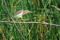 Chinese Pond Heron