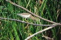 Chinese Pond Heron