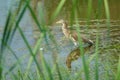 Chinese Pond-heron