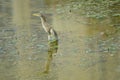 Chinese Pond-heron