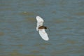 Chinese pond heron is flyi across the river, opening its wings, the eyes are shining under the sun.