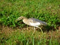 Chinese Pond Heron Royalty Free Stock Photo