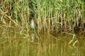 Chinese Pond-heron Royalty Free Stock Photo