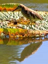 Chinese Pond-Heron with lian