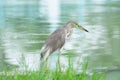 Chinese Pond Heron Royalty Free Stock Photo