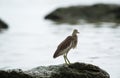 Chinese Pond Heron