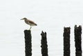 Chinese Pond Heron