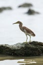 Chinese Pond Heron