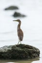 Chinese Pond Heron