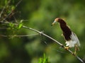 Chinese Pond Heron Royalty Free Stock Photo