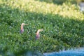 Chinese pond heron in the grass