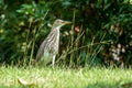 Chinese pond heron standing in grass field Royalty Free Stock Photo